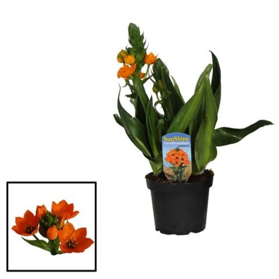 Ornithogalum dubium (oranje ster | vogelmelk) | 20 cm hoog | In 10 cm pot | Compact bolgewas met felle bloei