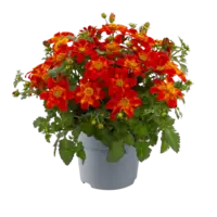 Bidens ferulifolia rood (tandzaad) | ca. 20 cm hoog bij levering | in 10 cm pot | lange bloei voor terras en balkon