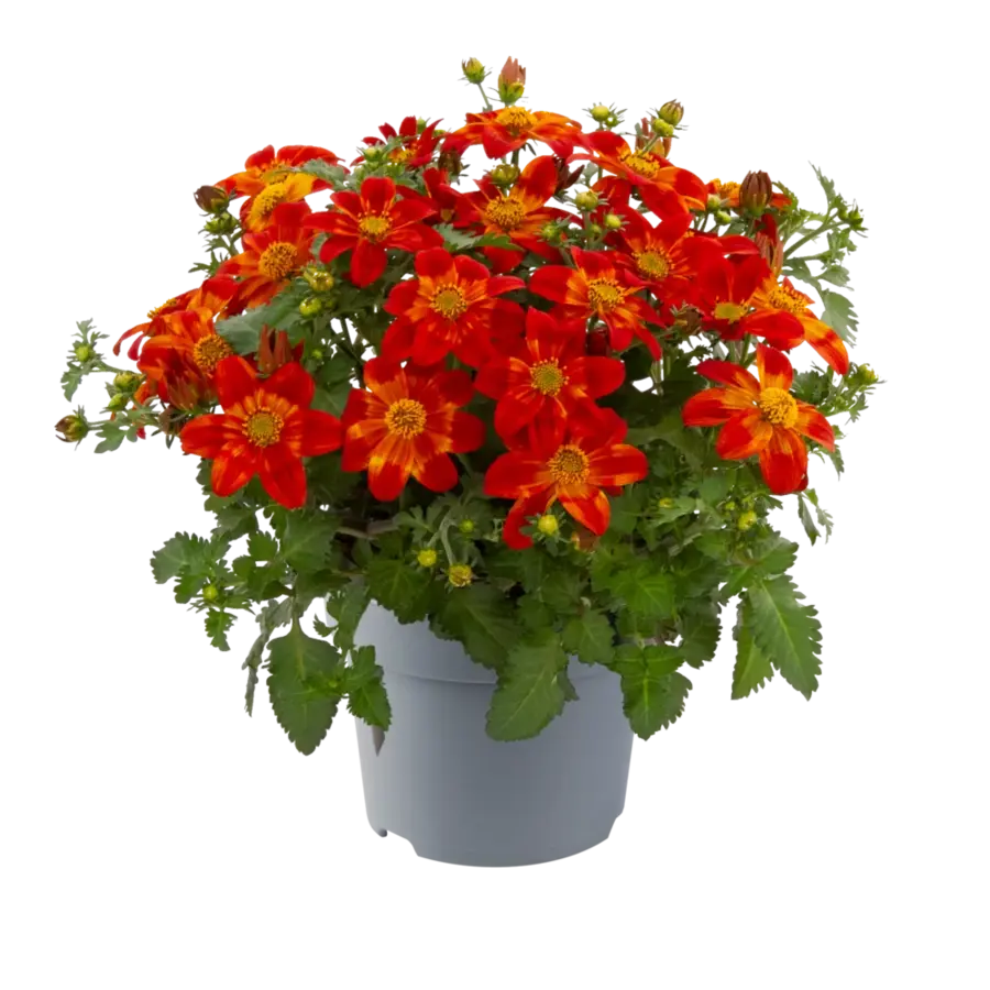 Bidens ferulifolia rood (tandzaad) | ca. 20 cm hoog bij levering | in 10 cm pot | lange bloei voor terras en balkon