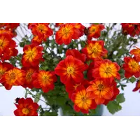 Bidens ferulifolia rood (tandzaad) | ca. 20 cm hoog bij levering | in 10 cm pot | lange bloei voor terras en balkon