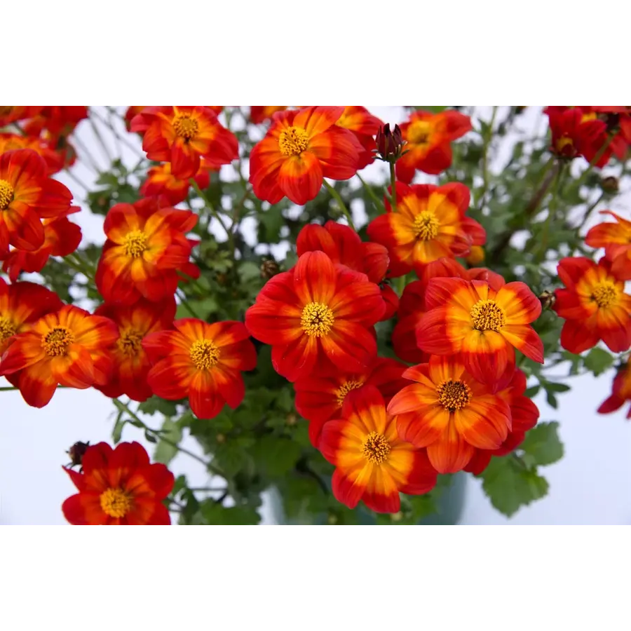 Bidens ferulifolia rood (tandzaad) | ca. 20 cm hoog bij levering | in 10 cm pot | lange bloei voor terras en balkon