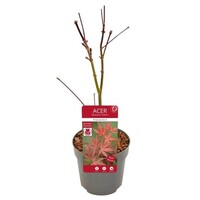 cer palmatum 'Atropurpureum' | Japanse esdoorn | 40 cm hoog | In 10 cm pot | Rood blad voor tuin, terras en balkon