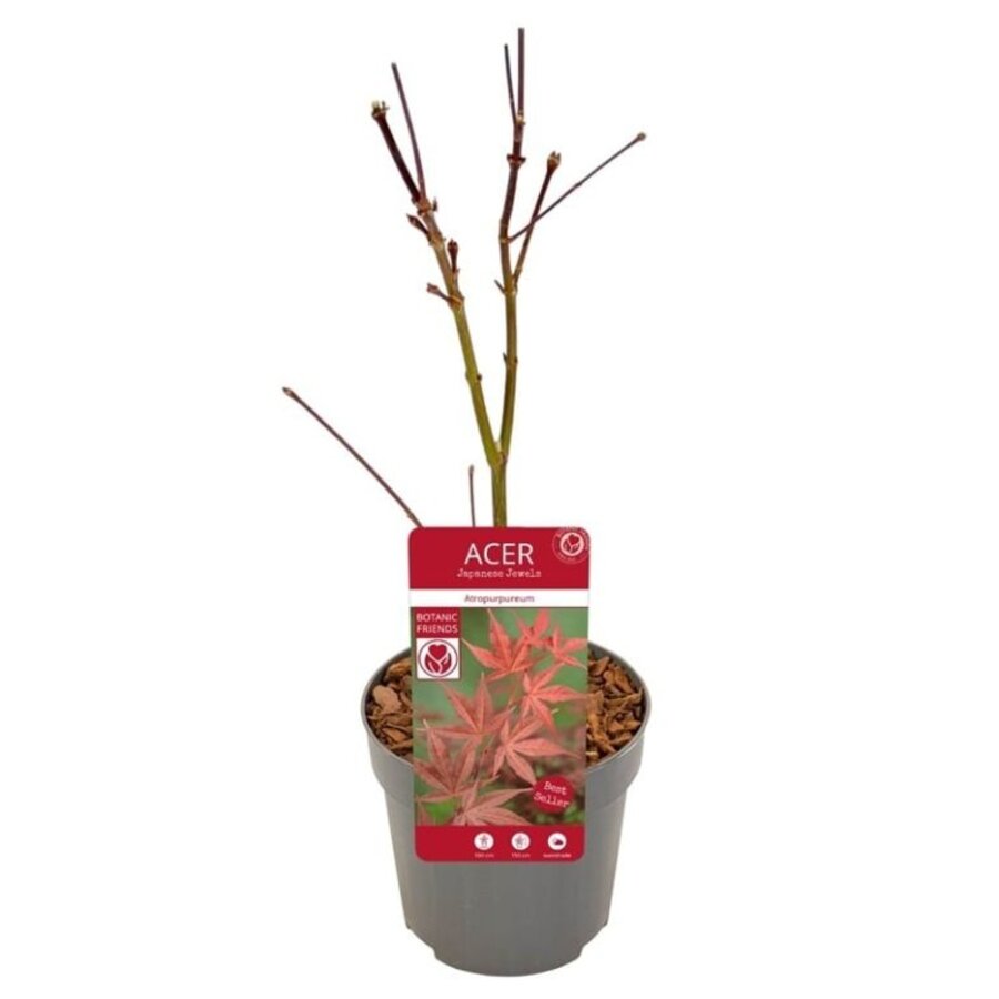 Acer palmatum 'Atropurpureum' | Japanse esdoorn | 40 cm hoog | In 10 cm pot | Rood blad voor tuin, terras en balkon
