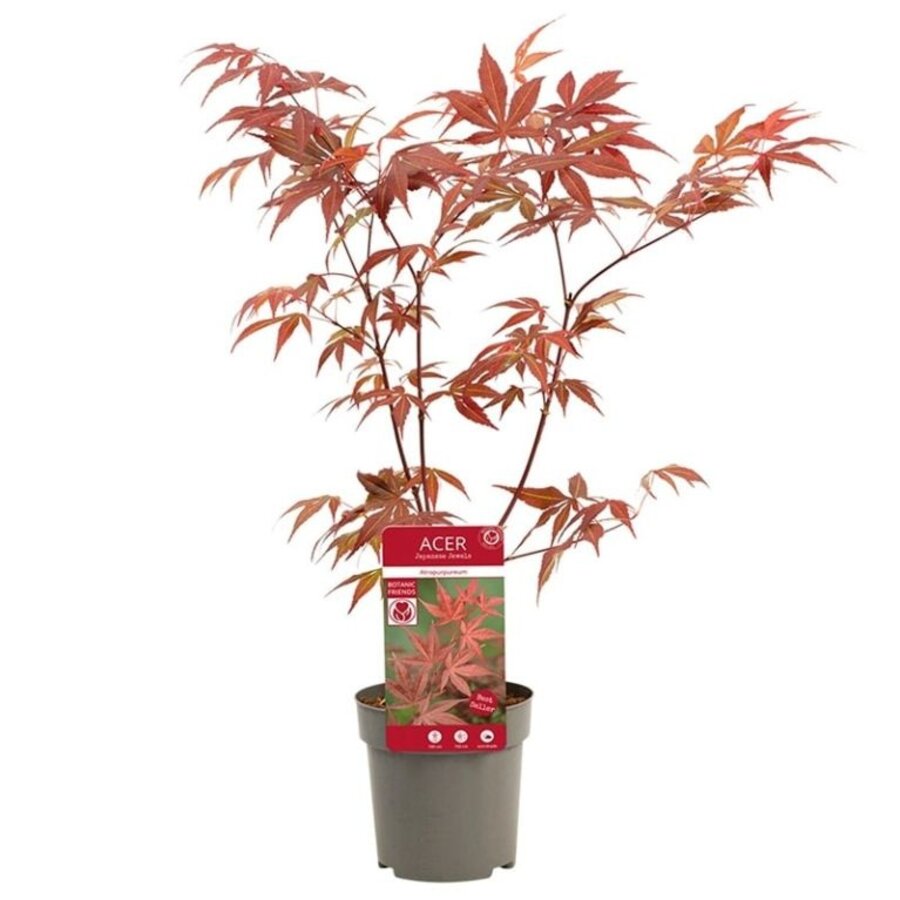 cer palmatum 'Atropurpureum' | Japanse esdoorn | 40 cm hoog | In 10 cm pot | Rood blad voor tuin, terras en balkon