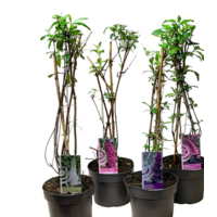 Buddleja davidii (vlinderstruik) | ca. 50 cm hoog bij levering | 19 cm pot | mix van bloeikleuren (per stuk)
