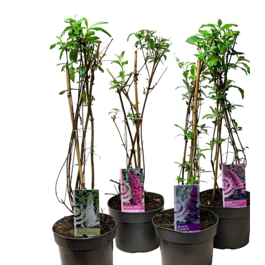 Buddleja davidii (vlinderstruik) | ca. 50 cm hoog bij levering | 19 cm pot | mix van bloeikleuren (per stuk)