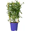 Amerikaanse sering | Ceanothus thyrsiflorus 'Repens' | 60 cm hoog | 17 cm pot | op klimrek