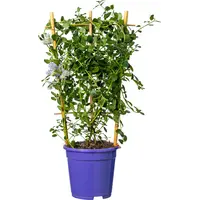 Amerikaanse sering (Ceanothus thyrsiflorus 'Repens') | 60 cm hoog geleverd op klimrek | In 17 cm pot | Laagblijvend, blauw bloeiend