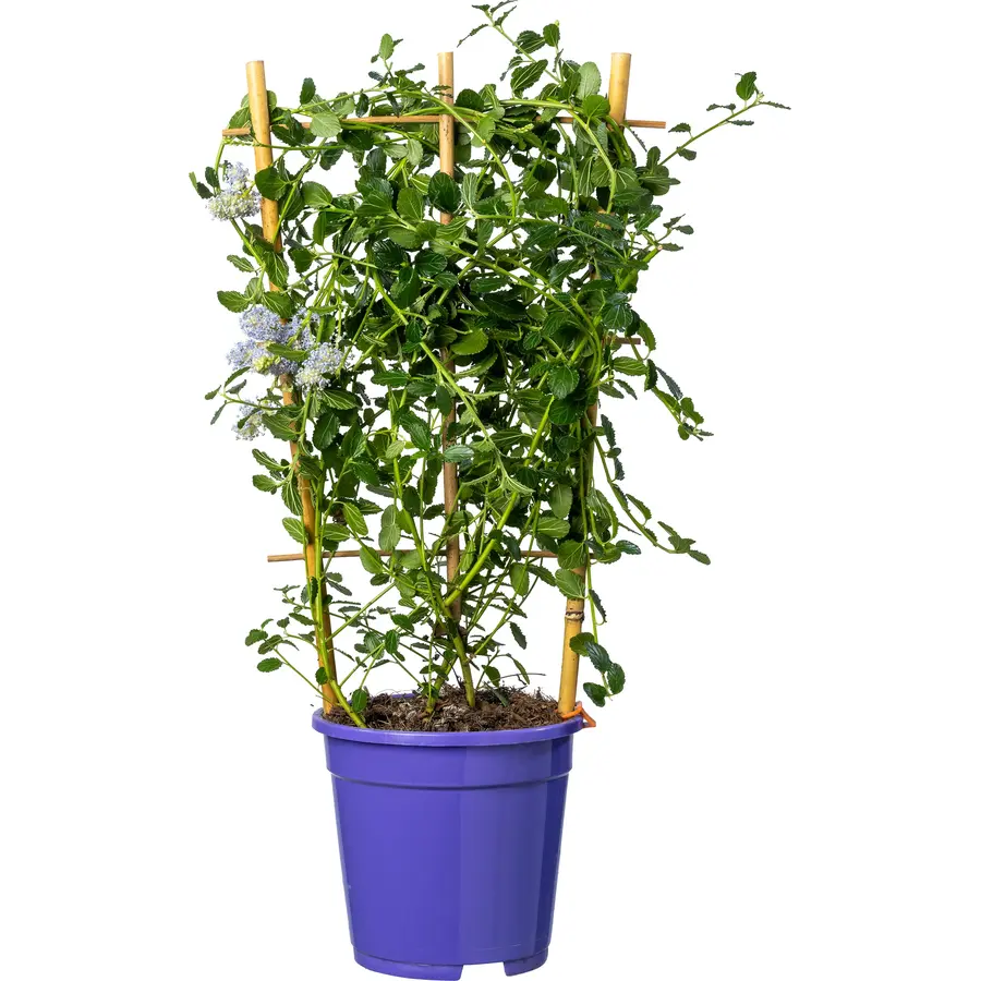 Amerikaanse sering (Ceanothus thyrsiflorus 'Repens') | 60 cm hoog geleverd op klimrek | In 17 cm pot | Laagblijvend, blauw bloeiend