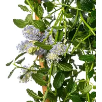 Amerikaanse sering (Ceanothus thyrsiflorus 'Repens') | 60 cm hoog geleverd op klimrek | In 17 cm pot | Laagblijvend, blauw bloeiend