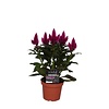 Celosia Deep Purple | 48 cm hoog | 12 cm pot