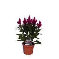 Celosia Deep Purple (hanenkam) | 48 cm hoog bij levering | In 12 cm pot | Paarse zomerbloeier voor terras en border
