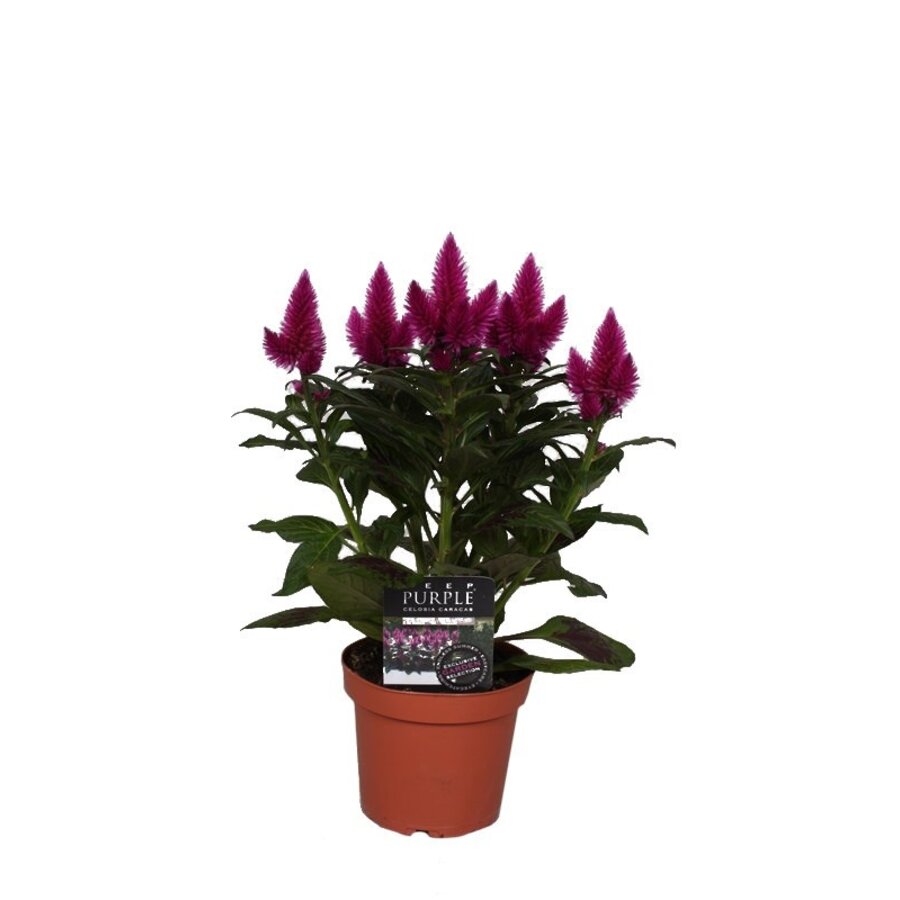 Celosia Deep Purple (hanenkam) | 48 cm hoog bij levering | In 12 cm pot | Paarse zomerbloeier voor terras en border
