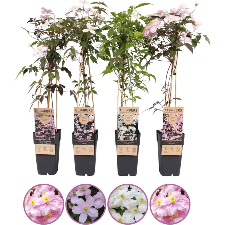 Clematis montana (bosrank) | 50 cm hoog | In 12 cm pot | diverse kleuren | sterke, snelgroeiende klimplant