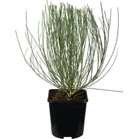 Cytisus praecox 'Allgold' (Gele brem) | 25 cm hoog bij levering | 14 cm pot | Vroege, goudgele voorjaarsbloei