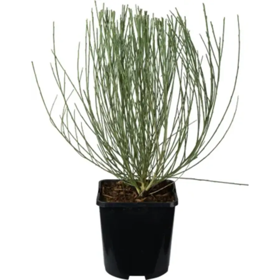Cytisus praecox 'Allgold' (Gele brem) | 25 cm hoog bij levering | 14 cm pot | Vroege, goudgele voorjaarsbloei