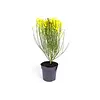 Cytisus praecox 'Allgold' | Gele brem | 25 cm hoog | 14 cm pot