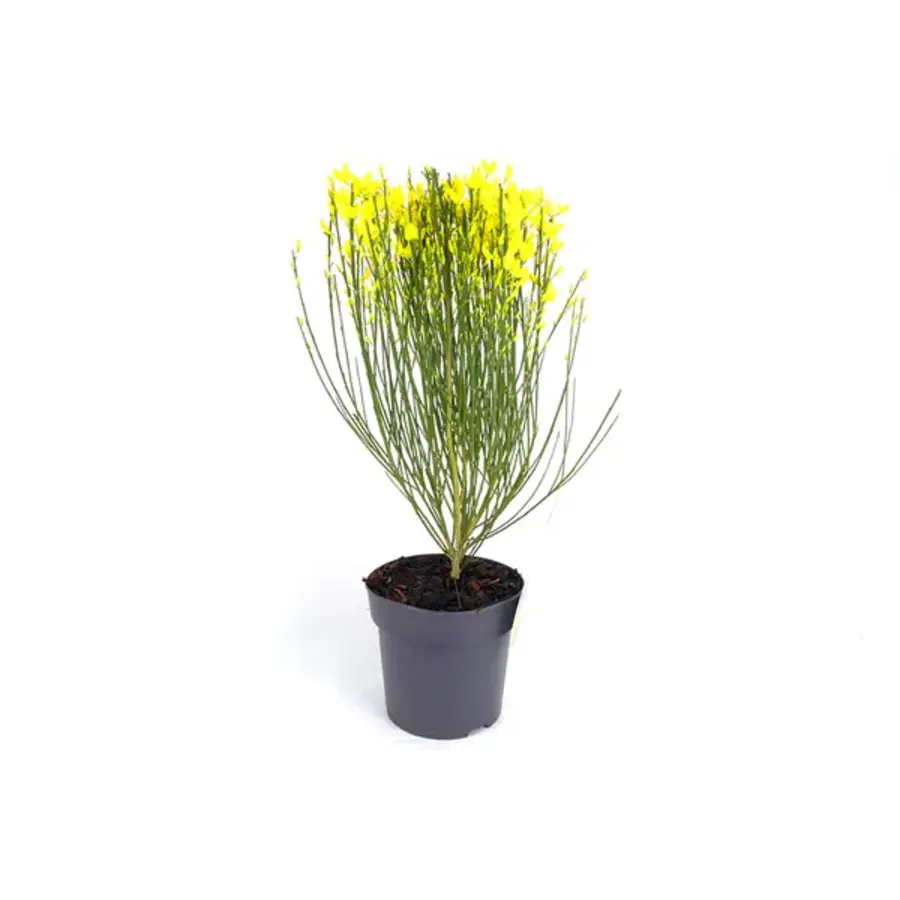Cytisus praecox 'Allgold' (Gele brem) | 25 cm hoog bij levering | 14 cm pot | Vroege, goudgele voorjaarsbloei