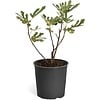 Ficus carica 'Little Miss Figgy' | Vijgenstruik | 50 cm hoog | 19 cm pot