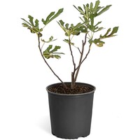 Ficus carica 'Little Miss Figgy' (dwergvijg) | 50 cm hoog | In 19 cm pot | Compacte vijgenstruik voor terras en tuin