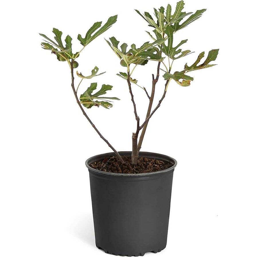 Ficus carica 'Little Miss Figgy' (dwergvijg) | 50 cm hoog | In 19 cm pot | Compacte vijgenstruik voor terras en tuin