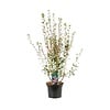 Enkianthus campanulatus | Pronkklokje | 35 cm hoog | 12 cm pot