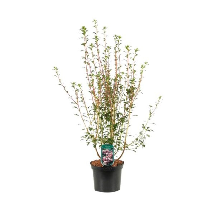 nkianthus campanulatus (Pronkklokje) | 35 cm hoog | In 12 cm pot | Japanse klokjesstruik met prachtige herfstkleur