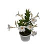 Mandevilla 'Jade White' | 15 cm hoog | 7 cm pot