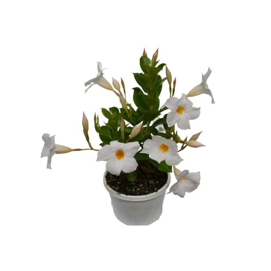 Mandevilla (Dipladenia) 'Jade White' | Witte trompetbloemen | 15 cm hoog bij levering | 7 cm pot | Zonnige kuipplant