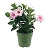 Mandevilla Sundaville Cream Pink | 7 cm pot | 15 cm hoog