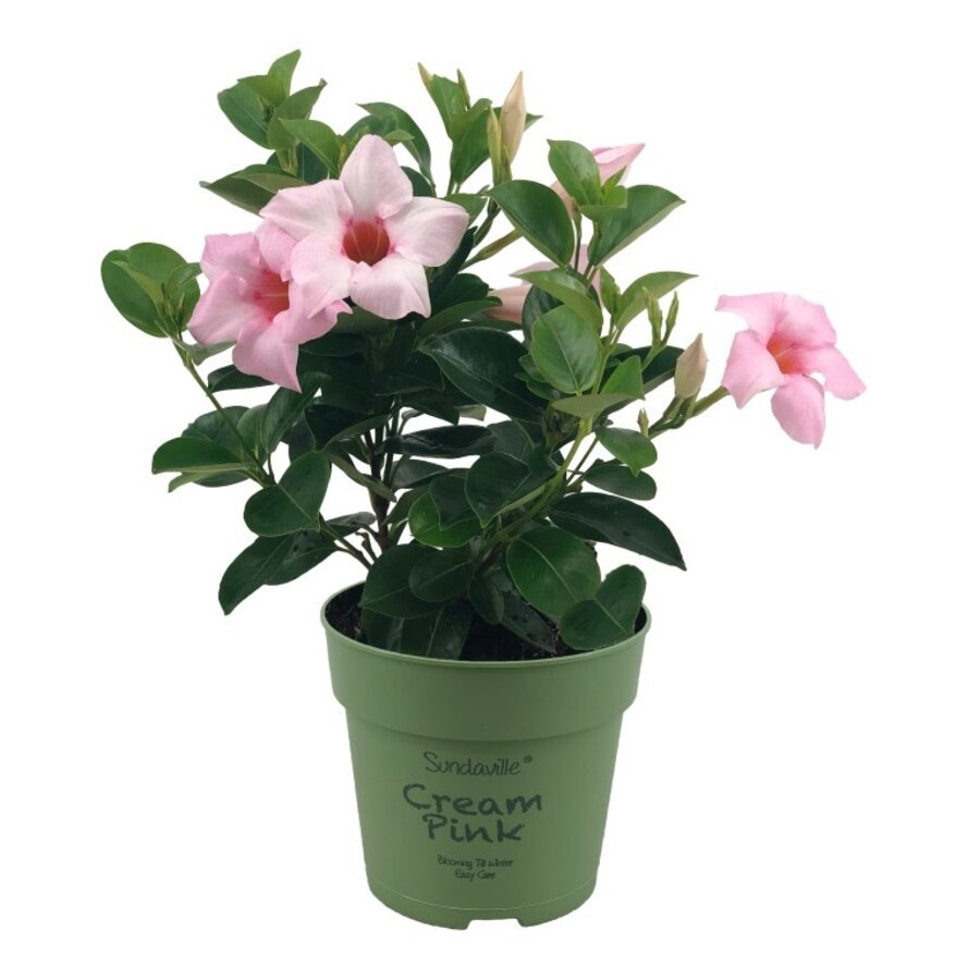 Mandevilla (Dipladenia) Sundaville Cream Pink | Crème roze bloeier | 15 cm hoog | 7 cm pot | Kuipplant voor terras en balkon