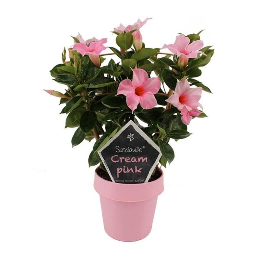 Mandevilla Sun Cream Pink | crèmeroze bloei | 40 cm hoog bij levering | in 14 cm pot met klimrek | kuipplant voor terras en balkon