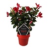 Mandevilla Sun Red | 40 cm hoog | 14 cm pot | met klimrek