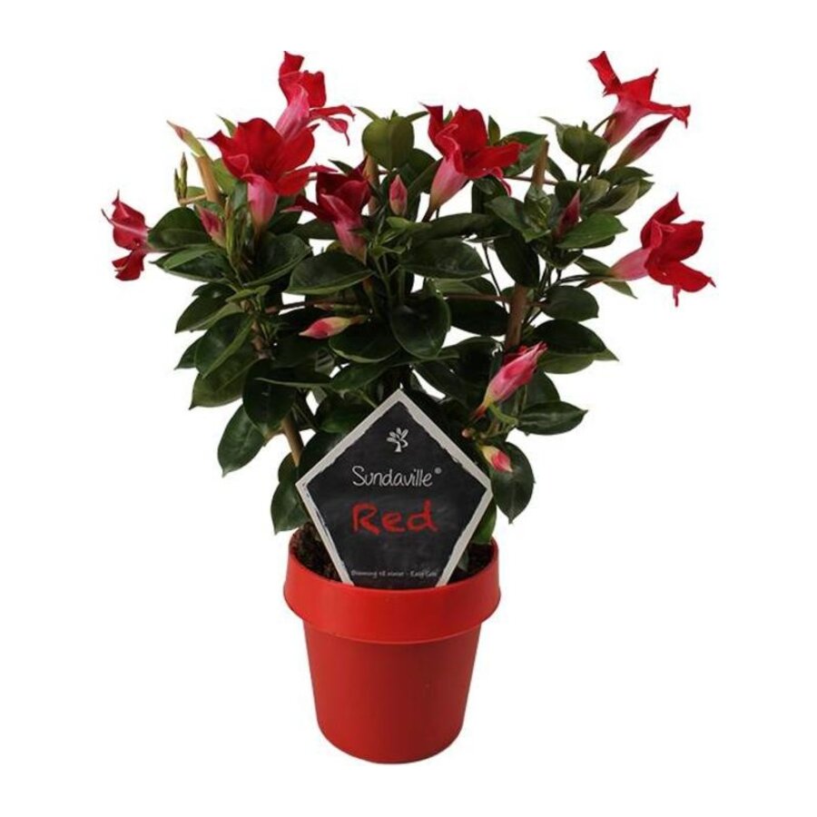 Mandevilla Sun Red (Dipladenia) | Rode bloeier voor terras en balkon | 40 cm hoog | 14 cm pot | inclusief klimrek