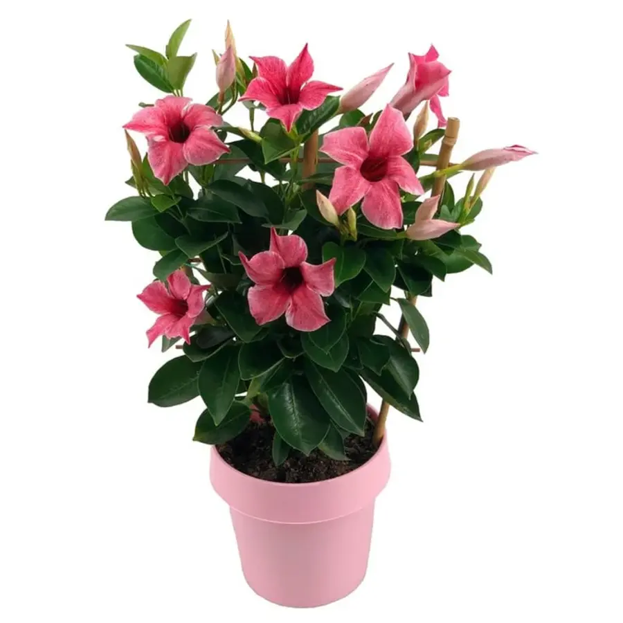 Mandevilla Rio Pink (dipladenia) | Rijkbloeiende kuipplant | ca. 35 cm hoog | In 14 cm pot