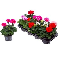 Pelargonium zonale gemengd (staande geranium) | ca. 20 cm hoog bij levering | in 10 cm pot | meerdere kleuren in mix | verkoop per stuk