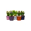 Hyacint mix | gemengde kleuren | P10 | 15 cm hoog | 3 bollen per pot | per pot