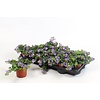 Sutera 'Blue Showers' | 10 cm pot | ca. 10–20 cm hoog