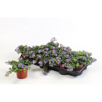 Sutera 'Blue Showers' (Bacopa) | 10 cm pot | ca. 10–20 cm hoog bij levering | Rijkbloeiende hangplant voor balkon en terras