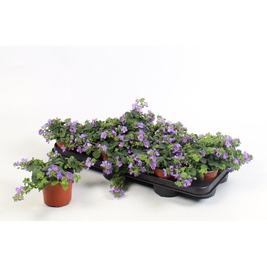 Sutera 'Blue Showers' (Bacopa) | 10 cm pot | ca. 10–20 cm hoog bij levering | Rijkbloeiende hangplant voor balkon en terras