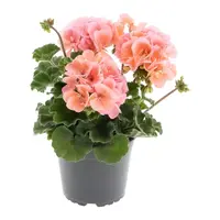 Pelargonium zonale 'Pelfi Montevideo' (staande geranium) | ca. 10–20 cm hoog | In 10 cm pot | Rijkbloeiend voor balkon en terras