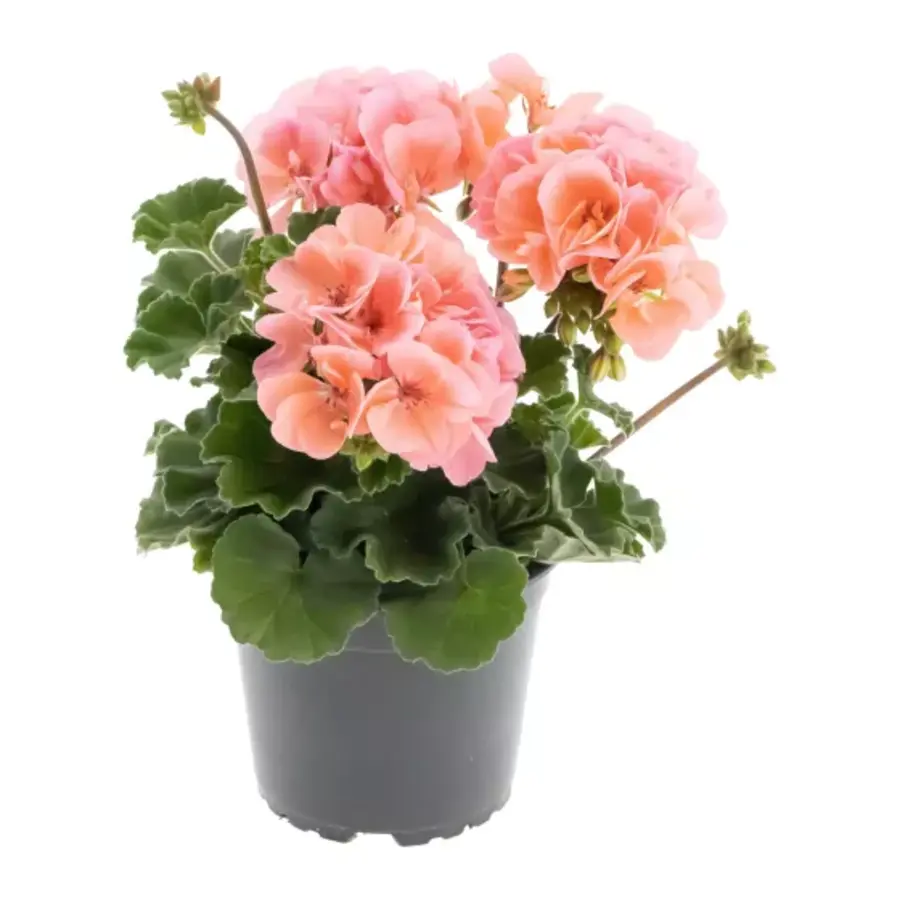 Pelargonium zonale 'Pelfi Montevideo' (staande geranium) | ca. 10–20 cm hoog | In 10 cm pot | Rijkbloeiend voor balkon en terras