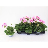 Pelargonium zonale 'Toscana Sil Linus' | Staande geranium | 25 cm hoog bij levering | In 10 cm pot