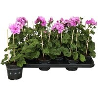 Pelargonium peltatum ‘Butterfly’ (hanggeranium) | ca. 15 cm hoog bij levering | In 10 cm pot | Rijke zomerbloei voor balkon en terras