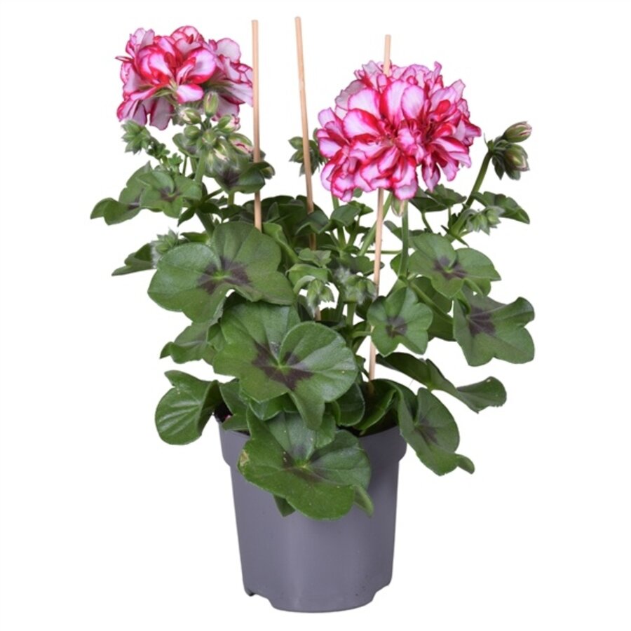 Pelargonium peltatum Rouletta (hanggeranium) | tweekleurige bloemen | ca. 15 cm hoog | in 10 cm pot