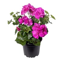 Pelargonium peltatum ‘Butterfly’ (hanggeranium) | ca. 15 cm hoog bij levering | In 10 cm pot | Rijke zomerbloei voor balkon en terras