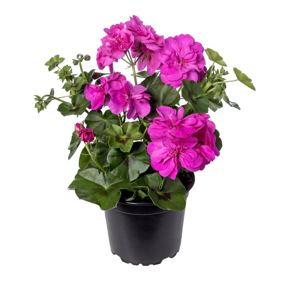 Pelargonium peltatum ‘Butterfly’ (hanggeranium) | ca. 15 cm hoog bij levering | In 10 cm pot | Rijke zomerbloei voor balkon en terras