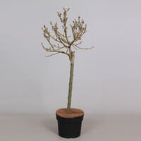 Salix helvetica | Zwitserse dwergwilg | 70 cm hoog | In 14 cm pot | Zilverbladige voorjaarsbloeier