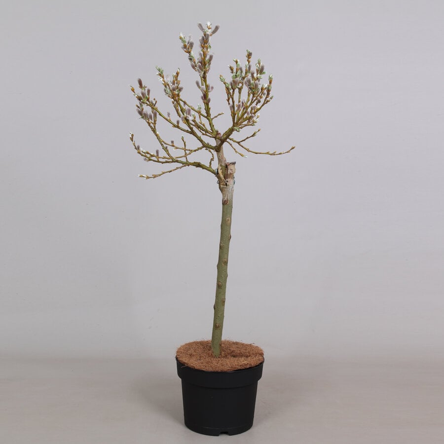 Salix helvetica | Zwitserse dwergwilg | 70 cm hoog | In 14 cm pot | Zilverbladige voorjaarsbloeier