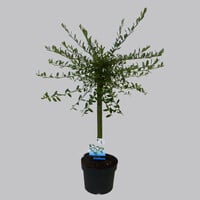 Salix repens ‘Iona’ (kruipwilg) | 60 cm hoog | In 14 cm pot | Goudgele katten | Winterharde sierheester